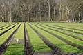 Drents landschap tussen Diever en Wittelte