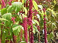 Amaranthus tricolor (Amaranthaceae)