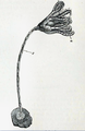Stade juvénile (« pentacrinus ») d'une Antedon bifida