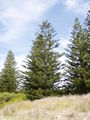 Naturalised, Murramarang National Park, South Durras, New South Wales, Australia