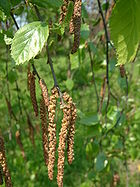 Radden koivun lambhaižed (Betula raddeana)