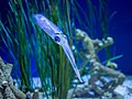 Image 54Bigfin reef squid at Monterey Bay Aquarium
