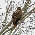 Red-tailed Hawk (Buteo jamaicensis)