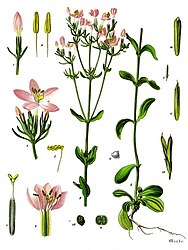 Centaurium erythraea Rafn.