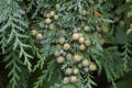 Lausono puskiparisis (Chamaecyparis lawsoniana)