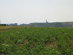 Potatoes in Normandie