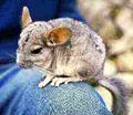 Chinchilla lanigera (wild) : article + category