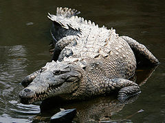 Crocodylus acutus