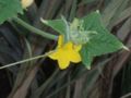 Gherkin flowers