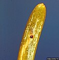 Larva d'Epinotia meritanu