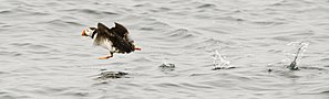 A puffin taking off from the sea