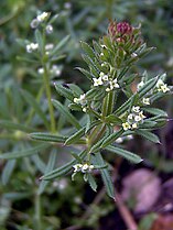 Ķeraiņu madara (Galium aparine)