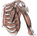 El múscul oblic intern abdominal. Els intercostals externs estan etiquetats en la part superior central.