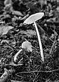 Hemimycena cucullata.