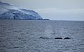 Humpback whales in the strait