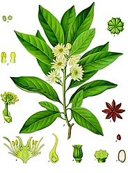 Illicium anisatum L.