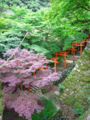 出石城 本丸から有子山稲荷神社参道を望む