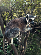 Lémurien dans un arbre.png