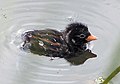 Little Grebe chick