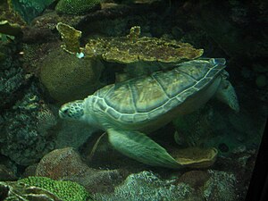 in sopskylpod yn it Shedd Aquarium yn Chicago