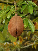 Pachira aquatica (fruit).jpg