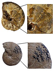 Sutura ammonitica di tipo filloide in due generi giurassici: Phylloceras (sopra) e Calliphylloceras (sotto). Esemplari da collezione privata.