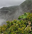 Vegetación cerca del cráter. Se distingue la planta conocida como "sombrilla de pobre".