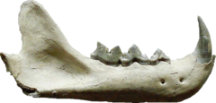 Description de l'image Pseudaelurus teeth.png.