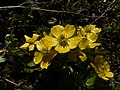 Ranunculus eschscholtzii