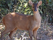 Redči jelen (Mazama americana)