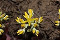 Sedum spathulifolium