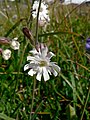 Silene parryi