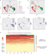 Single-cell RNA sequencing of freshly isolated TEC defines common cell clusters to mTEC and cTEC that are maintained in vitro.webp