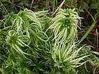 Torfmoos (Sphagnum squarrosum)