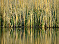 Phragmites australis ve Carex acutiformis türlerinden oluşmuş bir sazlık