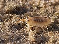 Puça de platja (Talitrus saltator), espècie molt abundant a les costes d'Europa.