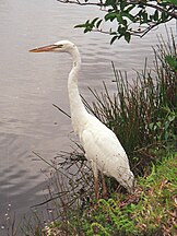 Everglades, Florida