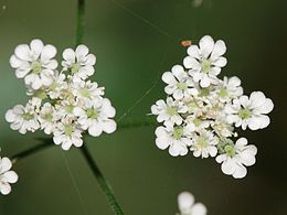 Builinė dygūnė (Torilis japonica)