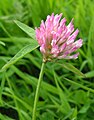 Red clover