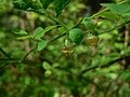 Vaccinium parvifolium