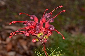 Wilson's Grevillea.jpg