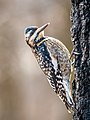 Image 8Juvenile yellow-bellied sapsucker in Prospect Park