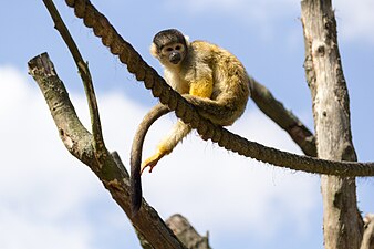 Black-capped squirrel monkey, London Zoo