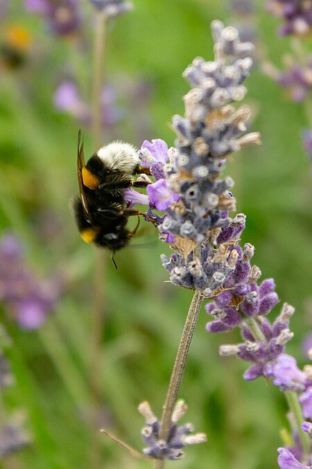 Even the bumblebees had their attention