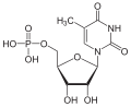 Deutsch: Struktur von 5-Methyluridinmonophosphat English: Structure of 5-Methyluridine monophosphate