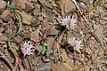 Allium crenulatum