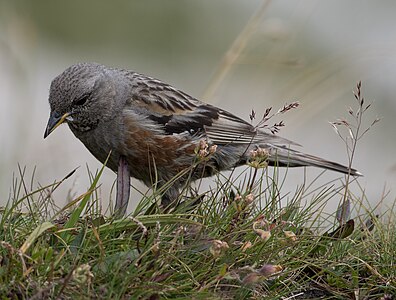 Alpenbraunelle - Prunella collaris