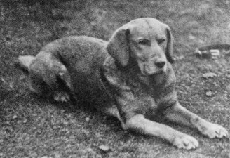 «Ben of Hyde», premier labrador jaune enregistré au Kennel Club en 1899[6].