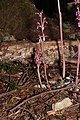 Corallorhiza mertensiana