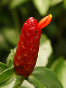 Caña agria (Costus woodsonii)